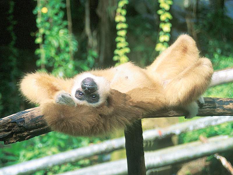 Short Break, Gibbon Basking, Thailand